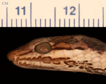 Media type: image;   Herpetology R-30380